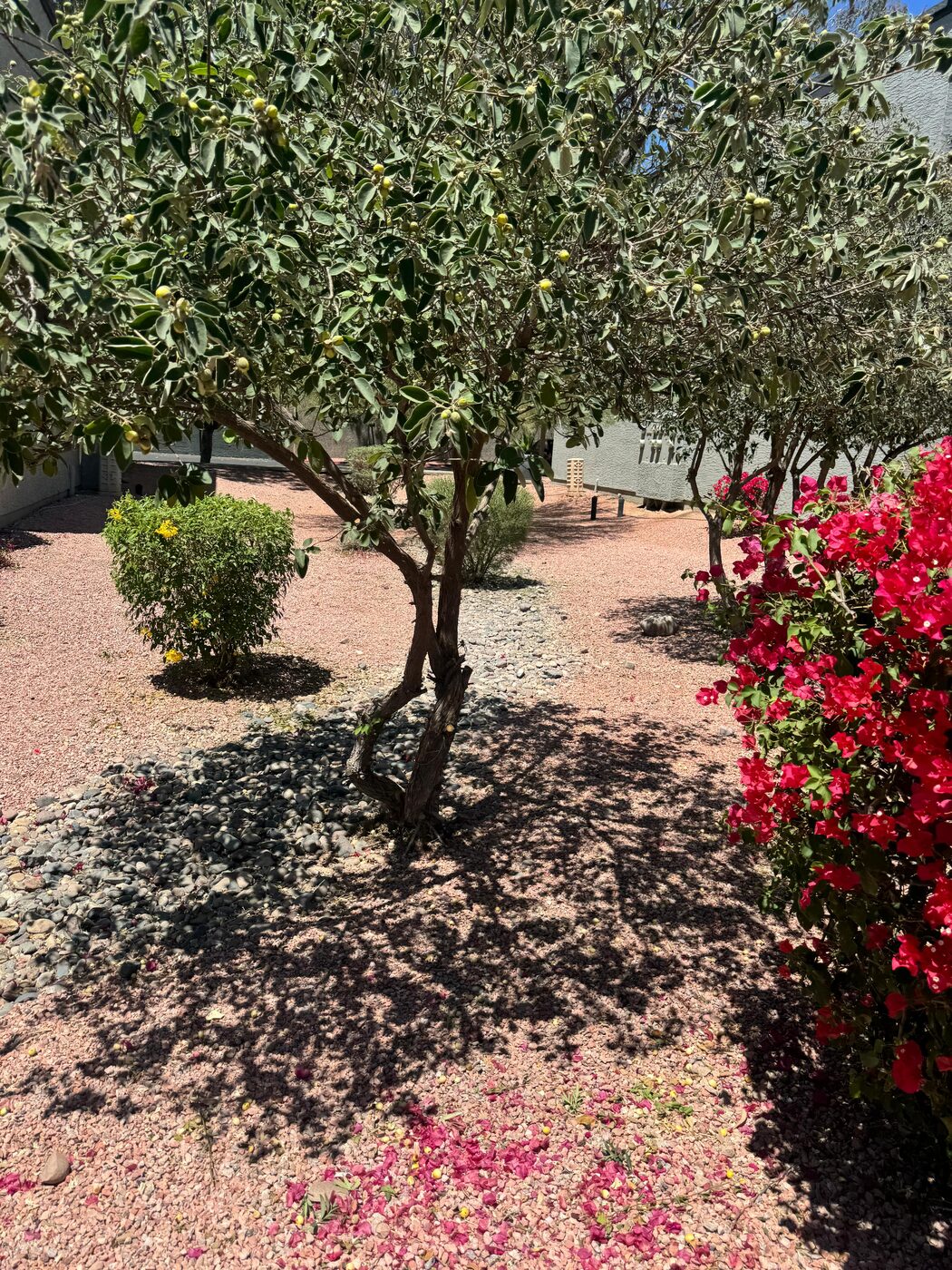 Jardin de desierto